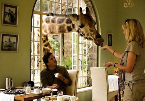 ужин с жирафом