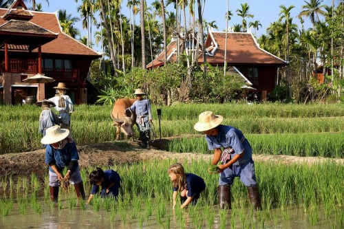 Научиться сажать рис - Dhara Dhevi, Чиангмай, Таиланд
