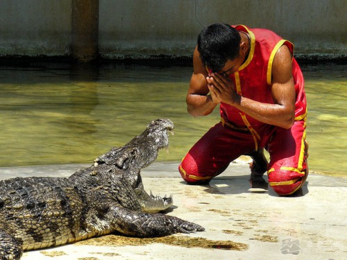 крокодиловое шоу